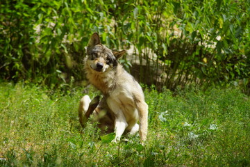 Fototapeta premium loup