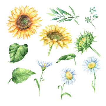 Watercolor sunflowers and daisies, green leaves bouquet.
