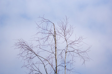Landscape, treetop of a birch. Texture, background. Nature, minimalist. Minimalism. Tree.