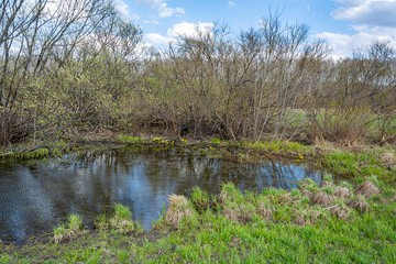 Obraz premium Ggrowth of young grass and yellow flowers of kaluzhnitsa; Caltha; around spring swamp