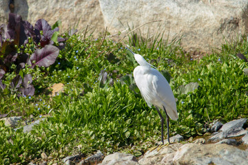 Little egret(white heron) standing on a rock in the grass.