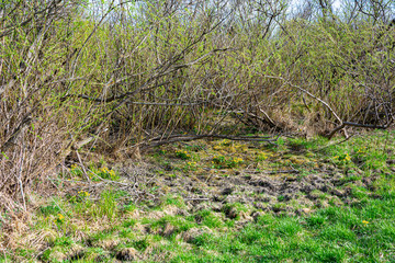 Ggrowth of young grass and yellow flowers of kaluzhnitsa; Caltha; around  spring swamp