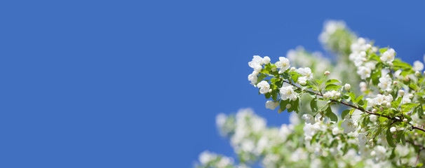 Blossoming apple tree branch. Beautiful springtime garden landscape with white petals flowers, fruit tree against blue sky. Copy space