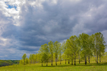 Birch grove in young greenery