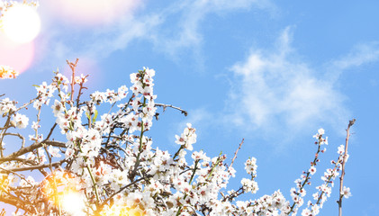 Spring background with Almond Blossom