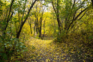 Beautiful autumn deciduous forest. The natural landscape