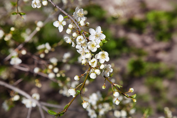 blooming spring apple tree for your design or wallpaper