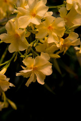 Attractive background of golden hues of oleander