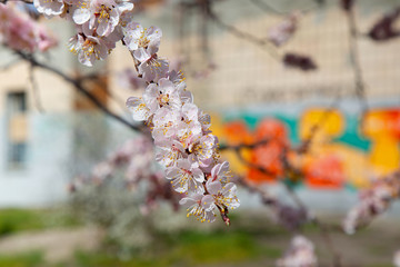blooming spring apricot for your design or wallpaper
