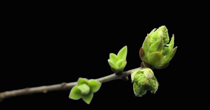 Small sprouts rising on branch of tree, germination process, evolution, spring time lapse, pestel, female flower, isolated on black