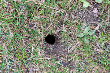 Bumblebee Nest in the ground