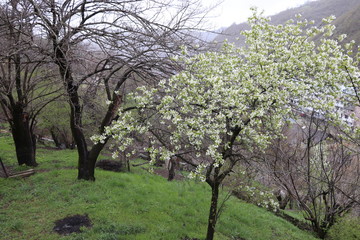 The spring came. A pear tree bloomed in the garden.