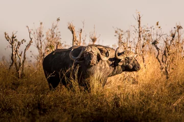 Poster Wilde buffels in de Afrikaanse savanne bij zonsondergang. Botswana © ronnybas