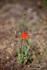 Czerwony mak na łące