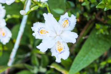 white flower six petals on a background of green grass close-up