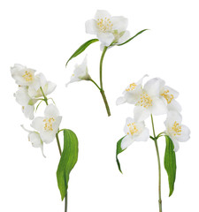 Fototapeta na wymiar jasmine isolated three branches with white blooms