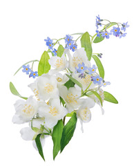 Obraz premium bunch of jasmine and small blue flowers branches