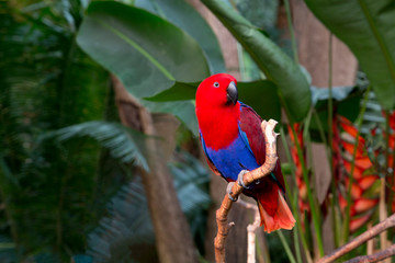 Attractive and colorful Eclectus Parrot