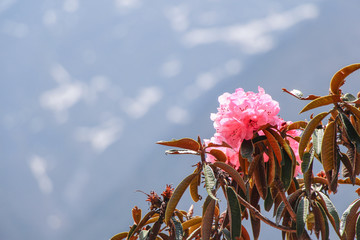 Close up view of Rhododendron (Rhododendron protistum) flowers blooming in Himalayan mountains in Nepal during trekking on Everest base camp trek. Beauty in nature theme.