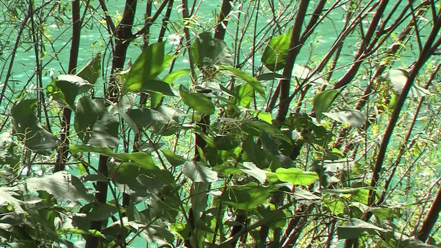 Zoom out shot of Japanese knotweed in wind by river, sunny day