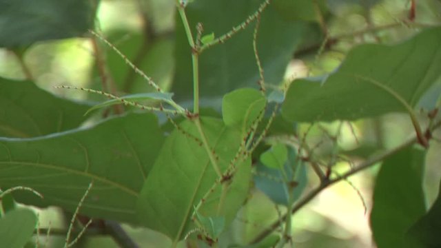 Detail shot of japanese knotweed, invasive plant