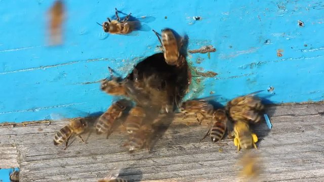 Active and orderly movement of bees during pollen delivery to the hive.
Bee pollen is collected from the stamens of plant flowers.
