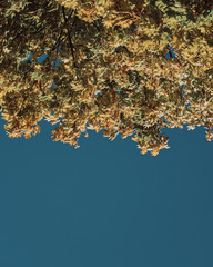 Złote drzewo na tle błękitnego nieba