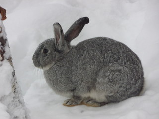 rabbit in the snow