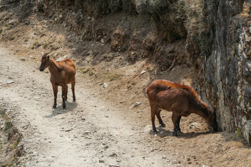 Picture of two young Siberian ibex (Capra sibirica sakeen) cubs standing on a footpath leading to Everest base camp on mountainside of Himalayas in Sagarmatha national park in Nepal. 
