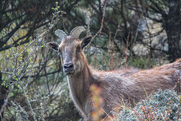 Picture of young Siberian ibex (Capra sibirica sakeen) standing in bushes on a mountainside of Himalayas in Sagarmatha national park in Nepal. On the way to Everest base camp near Nemche Bazaar.