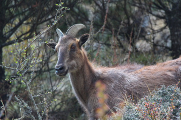 Picture of young Siberian ibex (Capra sibirica sakeen) standing in bushes on a mountainside of Himalayas in Sagarmatha national park in Nepal. On the way to Everest base camp near Nemche Bazaar.