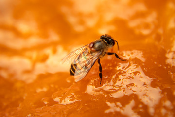 bee isolated on yellow dessert