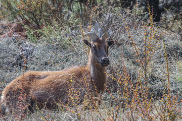 Picture of young Siberian ibex (Capra sibirica sakeen) standing in bushes on a mountainside of Himalayas in Sagarmatha national park in Nepal. On the way to Everest base camp near Nemche Bazaar.