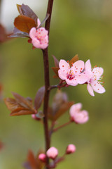 Fototapeta na wymiar Cherry blossom on a branch, vertical photo