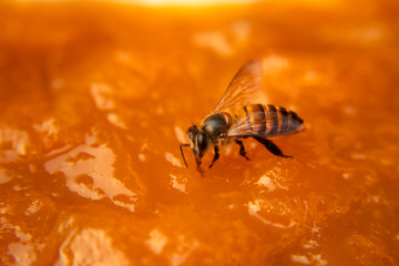bee isolated on yellow dessert