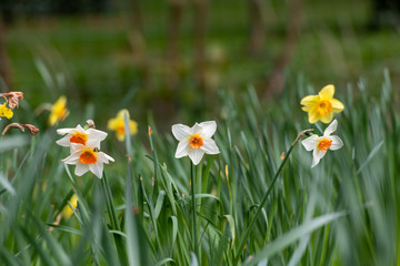 Daffodils in spring in Cornish woodland
