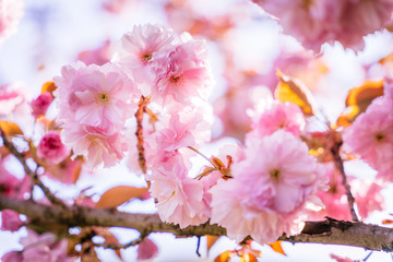 Obraz premium Cherry blossom in full bloom, sakura. Flowers detail