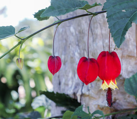funny family of fuchsia flower