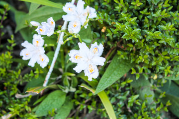 Obraz na płótnie Canvas white flower six petals on a background of green grass close-up