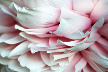White and pink flower texture background. Artifical peony flower petals. Abstract pastel floral backdrop. Beautiful blossom. Handmade flower. Macro close up, copy space, selective focus