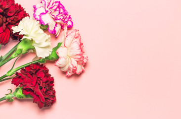 Bouquet of colorful carnation flowers on pastel background.