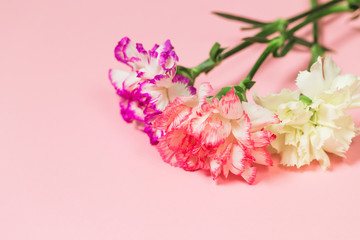Bouquet of colorful carnation flowers on pastel background close up.
