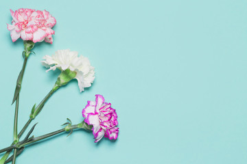 Creative layout made of colorful carnation flowers on pastel background.