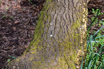 Feather on fallen tree trunk