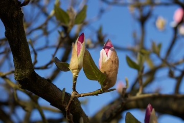 Two beautiful pink magnolia buds against blue sky in spring
