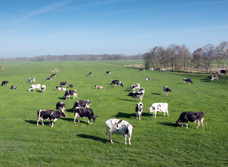 black and white cows under blue sky in dutch green grassy meadow on sunny spring day