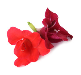 red and pink gladiolus