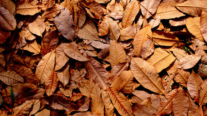 dry leaves on the ground