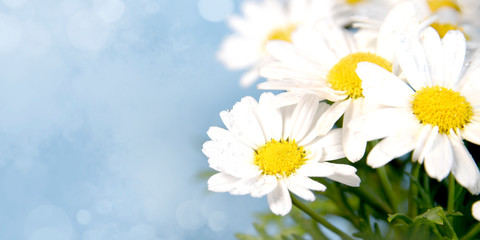 Spring background with daisy flowers. Card for Mothers day, 8 March, Easter