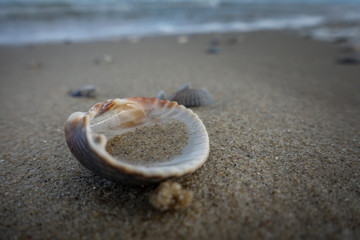 Cockle shells on the seacoast